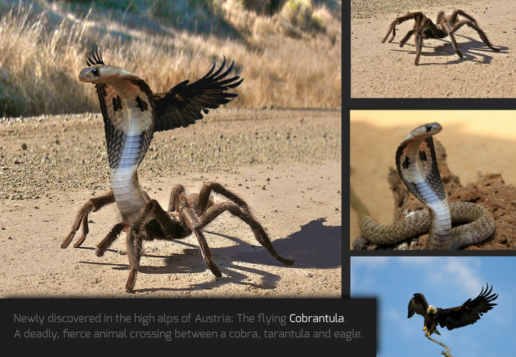 Create a new species by merging two or more animals! — GIMP contests —  