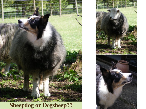 Sheepdog or Dogsheep??